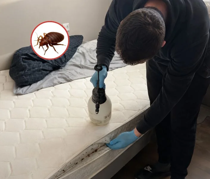 Technicien traitant un matelas contre les punaises de lit à Prunay-en-Yvelines
